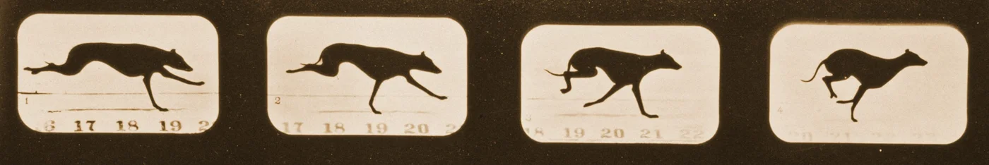 Image Sequence of Running Greyhounds, 